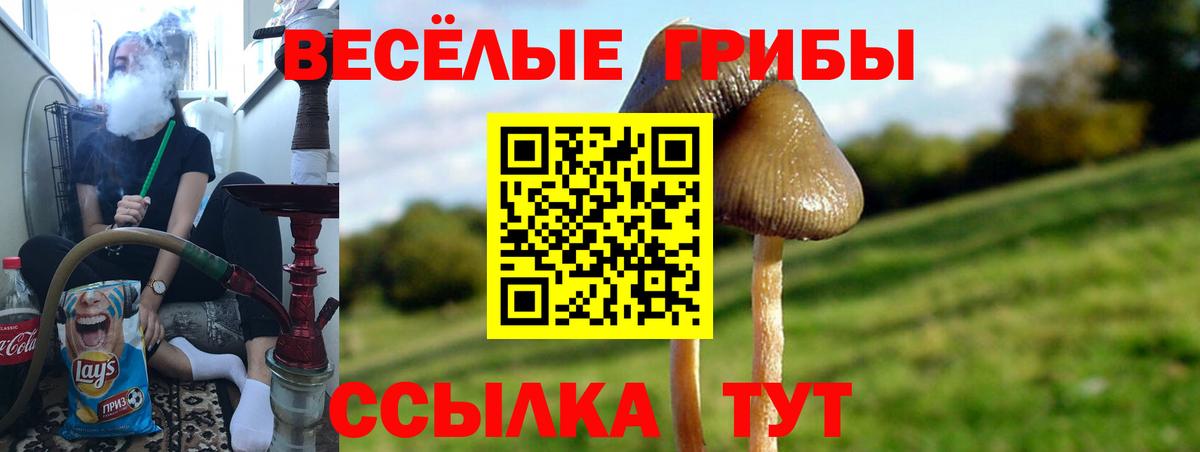 Арсеньев  Галлюциногенные грибы Psilocybe  Вход с VPN 